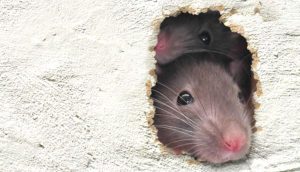 Rat Control